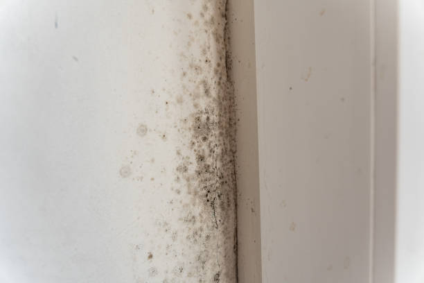 Environmental Consulting for Mold Prevention in Tillson, NY